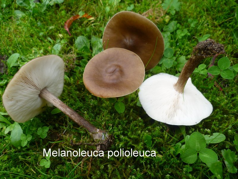 Melanoleuca polioleuca-amf80.jpg - Melanoleuca polioleuca ; Syn1: Tricholoma melaleucum var.polioleucum ; Syn2: Tricholoma polioleucum ; Non français: Tricholome à chair brune
